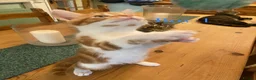 British Shorthair cats for sale: British Shorthair Kittens  - Advert 16