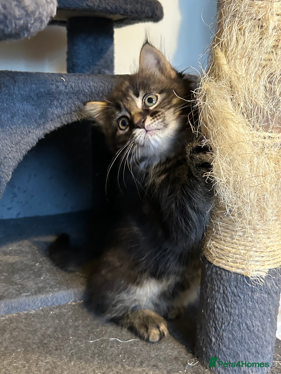 Maine Coon cats for sale: Only 2 kittens left - Maine Coon cross kittens RTL - Advert 8
