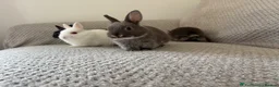 Netherland Dwarf rabbits for sale: Netherland dwarf rabbits - read to go!  - Advert 10