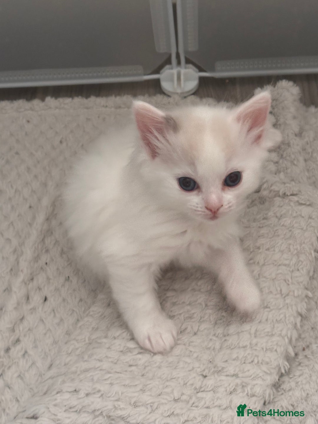 Ragdoll cats for sale: Pedigree Ragdoll Kittens for sale - Image 3