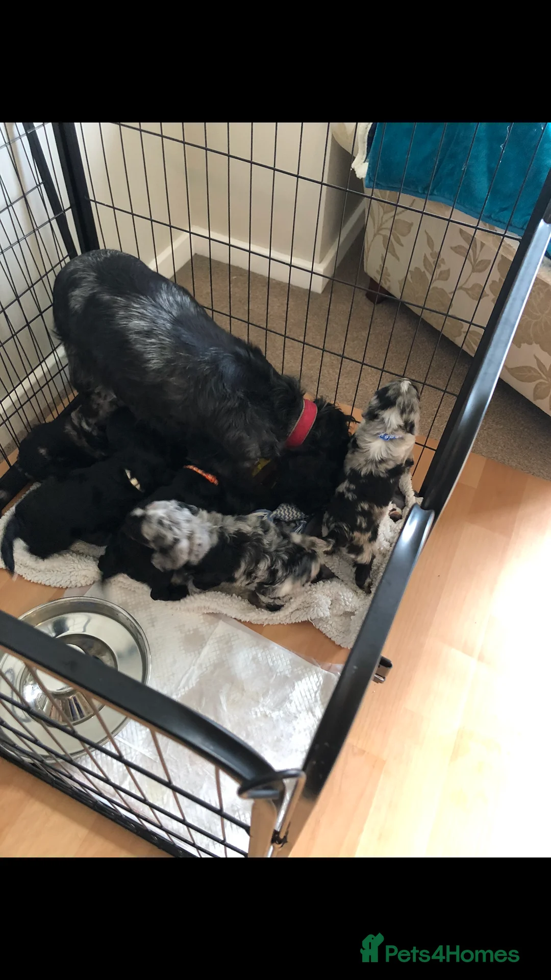 Cockapoo dogs for sale: Exclusive cockapoo puppies . - Advert 2