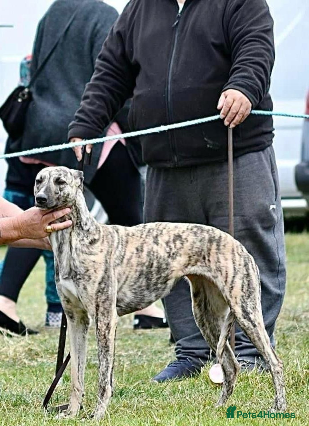 Lurcher dogs for sale: Lurcher pup - Image 6