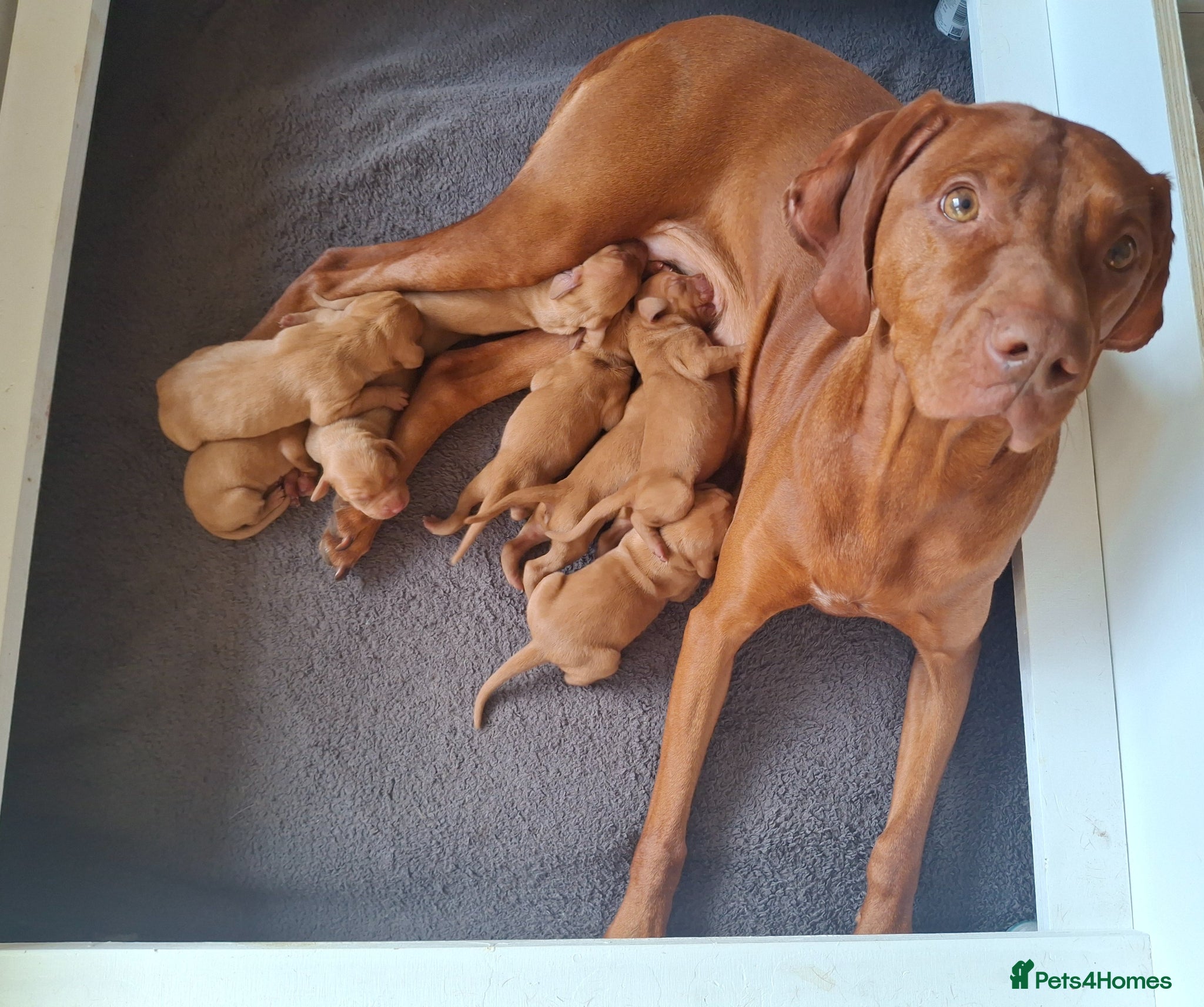 Hungarian Vizsla dogs Hungarian Vizsla puppies 2 boys and 6 girls. - Advert 7