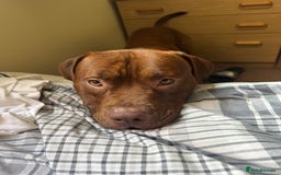 Mixed Breed dogs for sale: Neutered Staffy Cross Male For Rehoming  - Image 3