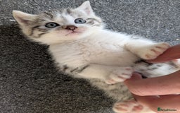 Mixed Breed cats for sale: Three Fluffy Tigers  - Image 7
