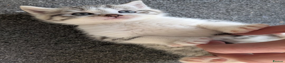 Male kitten - frosty