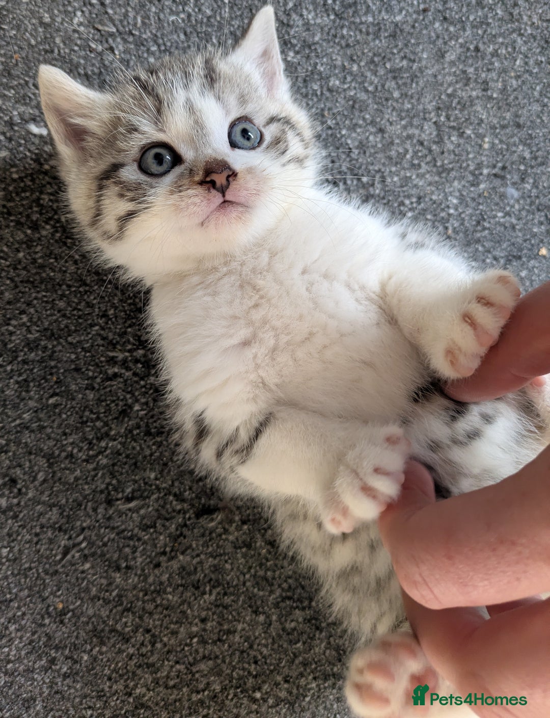 Mixed Breed cats for sale: Three Fluffy Tigers  - Image 7