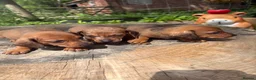 Dachshund dogs for sale: Beautiful Dachshund pups in Whitby - Advert 14