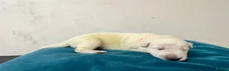 German Shepherd dogs for sale: EXCEPTIONAL WHITE GERMAN SHEPHERD PUPPIES FOR SALE - Advert 13