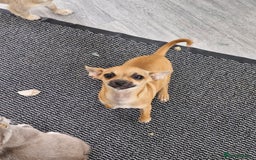 Chihuahua dogs for sale: Girl chihuahua puppie - Image 3
