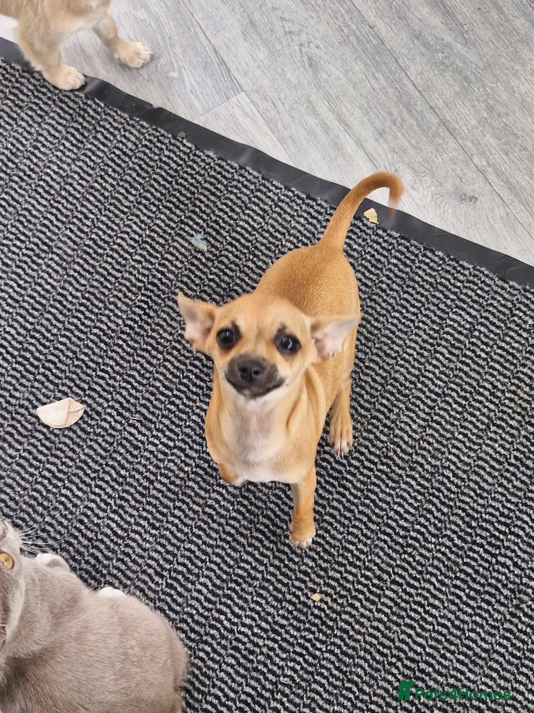 Chihuahua dogs for sale: Girl chihuahua puppie - Image 3