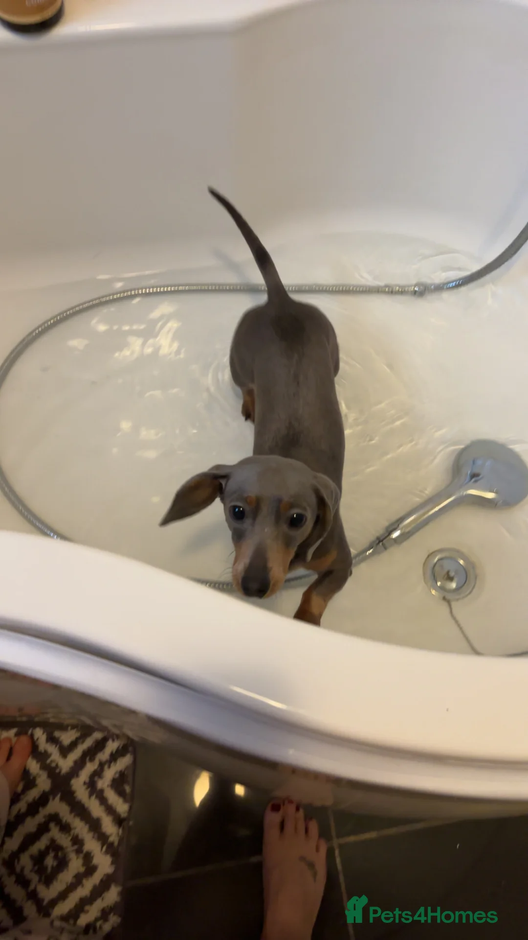 Miniature Dachshund dogs for sale: 2 year old Miniature Dachshund Girl - Advert 4