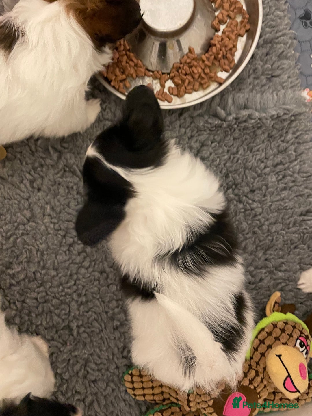 Papillon dogs for sale: Beautiful KC registered papillon puppies for sale - Image 26