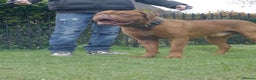 Dogue De Bordeaux dogs for stud: Proven Dogue De Bordeaux Health tested in Cinderford - Advert 3