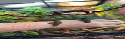 Chameleon reptiles for sale: Panther chameleon  in Gillingham - Advert 1