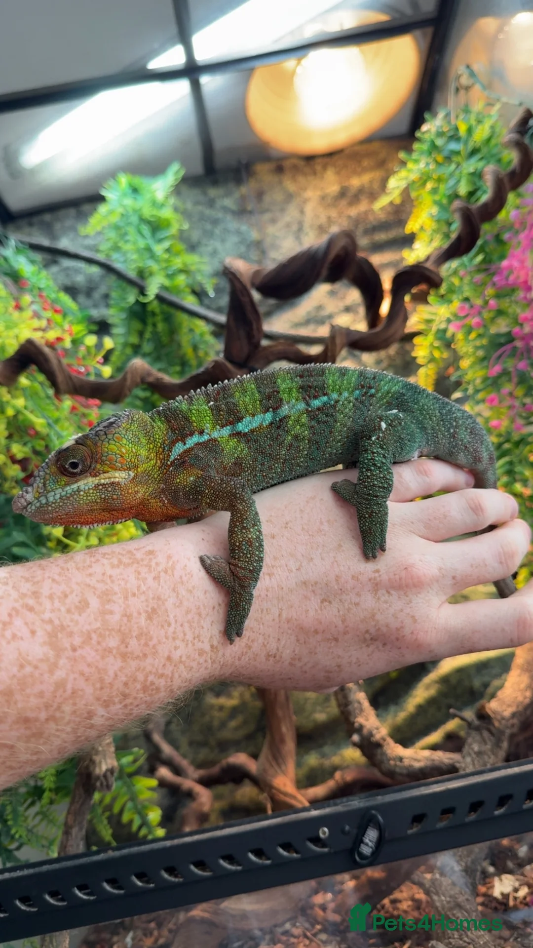 Chameleon reptiles for sale: Panther chameleon  in Gillingham - Advert 1