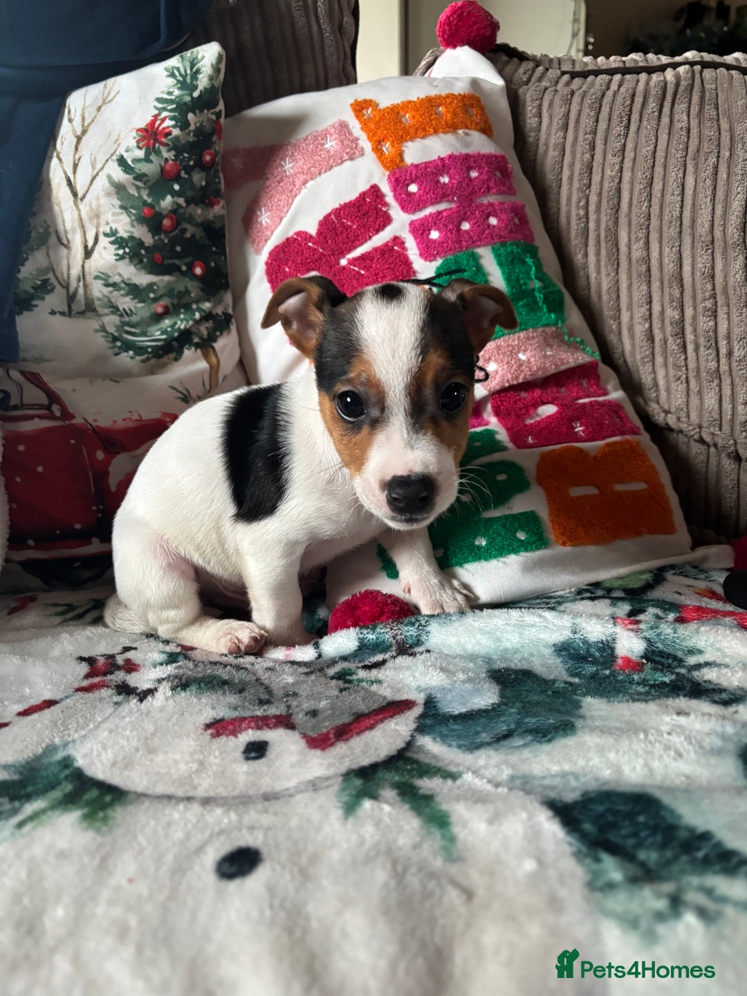 Parson Russell dogs for sale: Gorgeous Parson x Jack Russell’s  - Advert 4