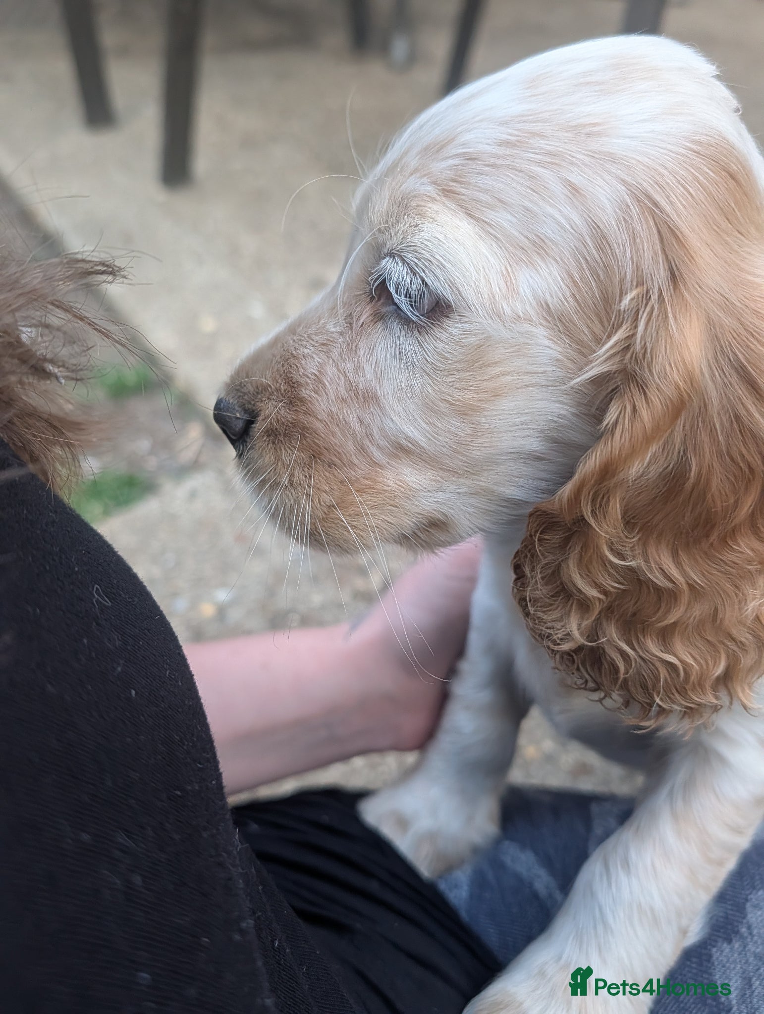 Cocker Spaniel dogs for sale: Beautiful cocker spaniel puppies  - Advert 6