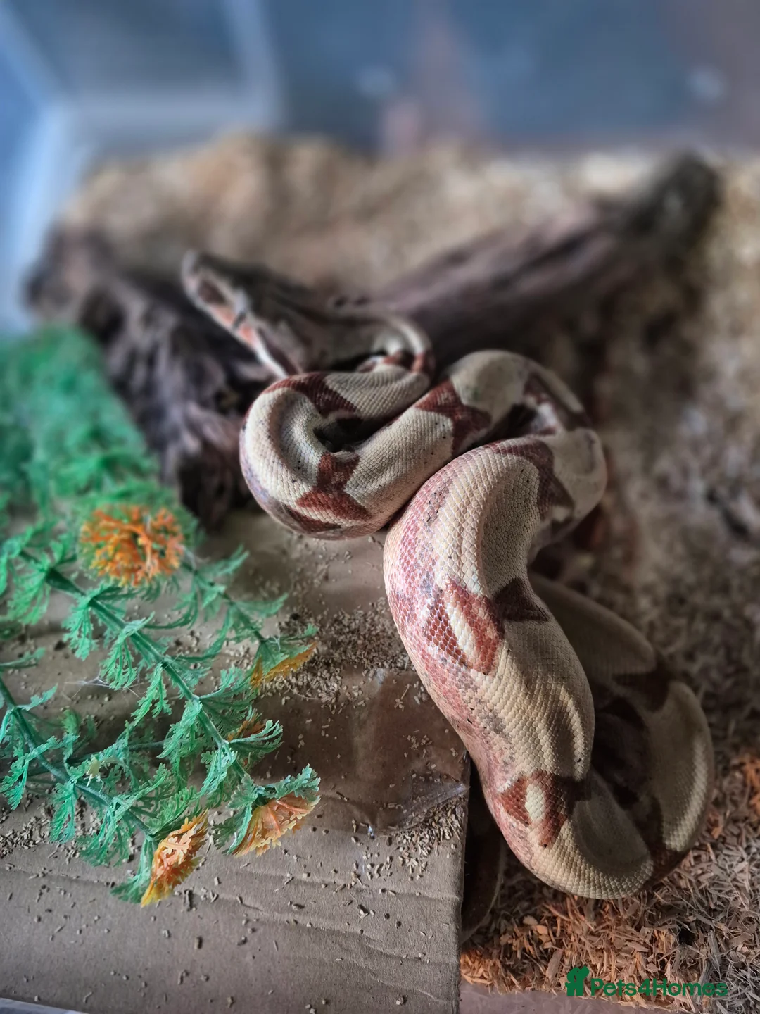 Boa Snake reptiles for sale: Juvenile boa constrictor  - Advert 6