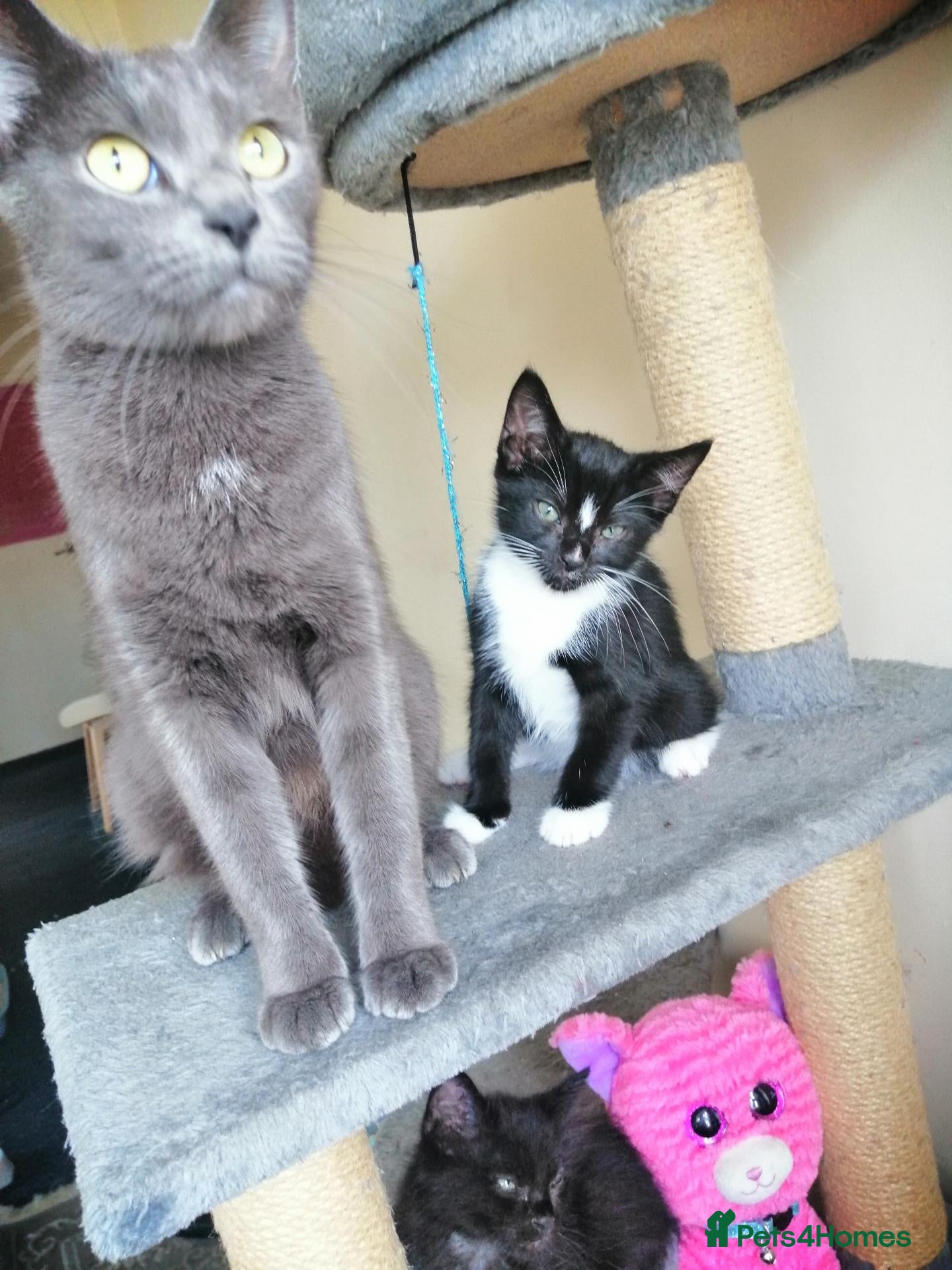 Mixed Breed cats wonderful kittens😻 - Advert 1