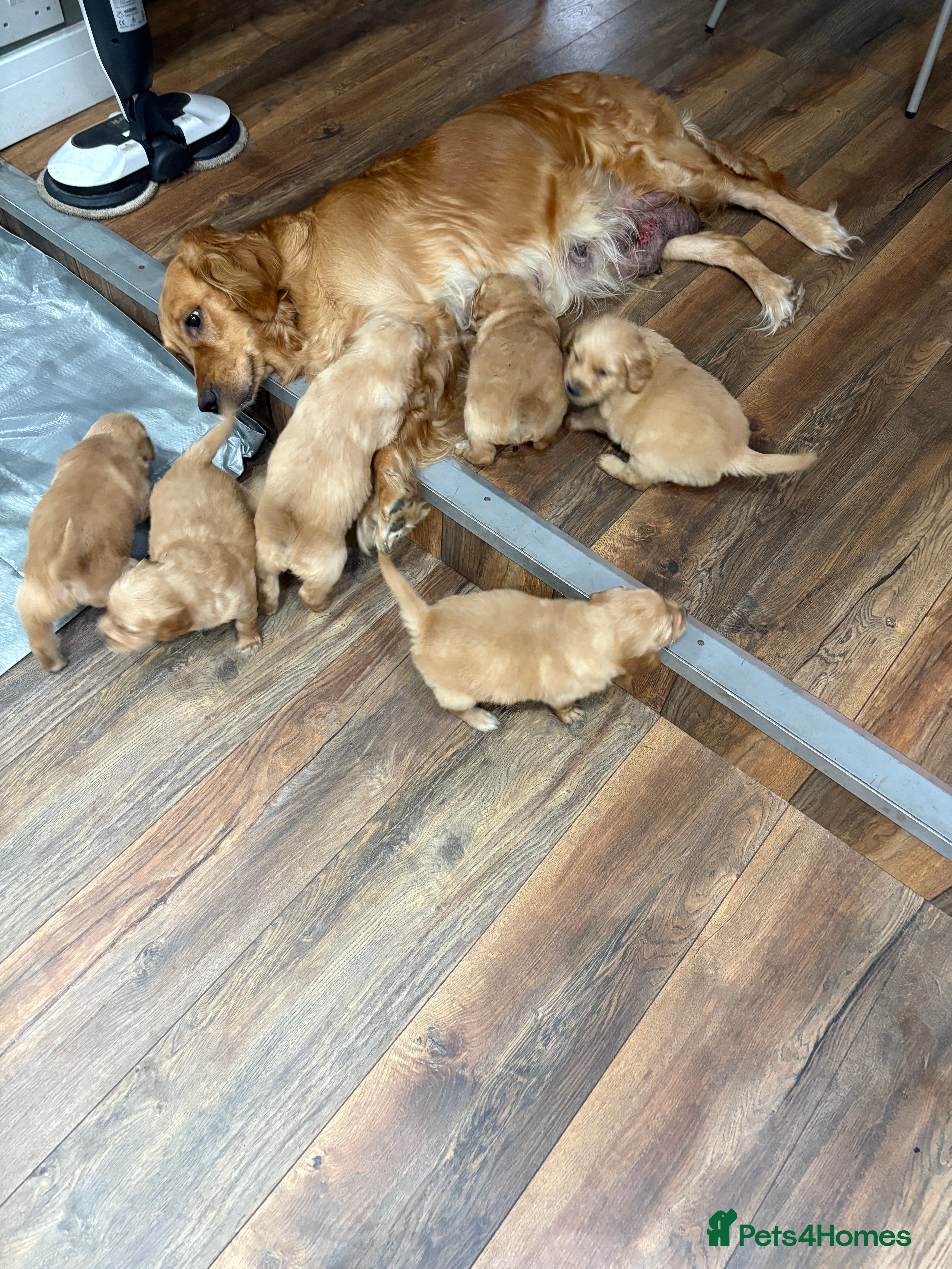 Golden Retriever dogs KC registered golden retrievers - Advert 1
