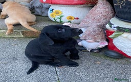Labrador Retriever dogs for sale: TOP BRED LABRADOR PUPS - Image 6