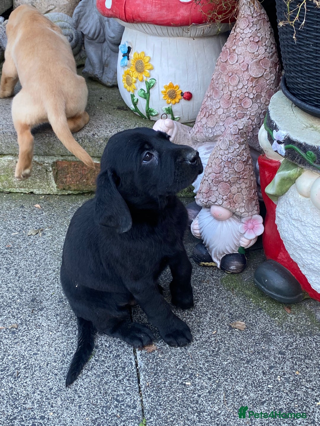 Labrador Retriever dogs for sale: TOP BRED LABRADOR PUPS - Image 6