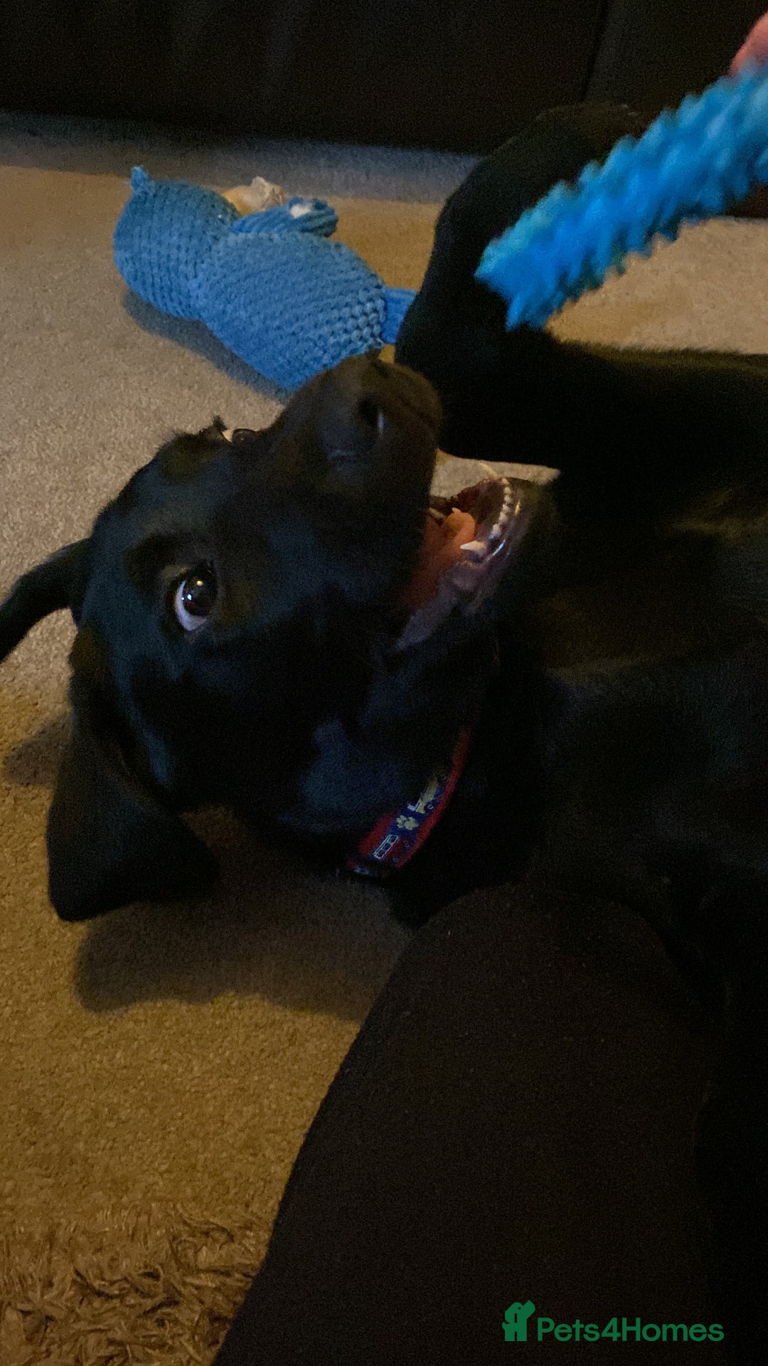 Labrador Retriever dogs for sale: Winston  - Advert 5