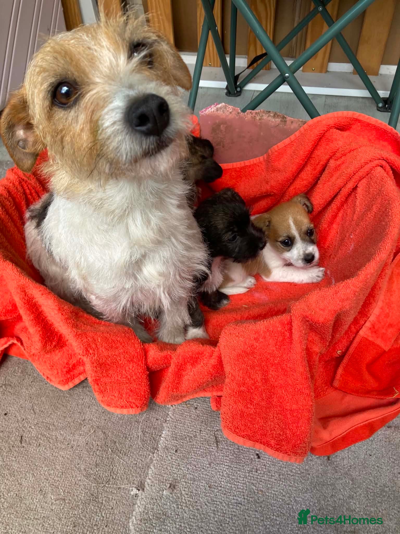Jack Russell dogs Jack russle puppies  - Advert 10