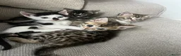 Bengal cats for sale: beautiful litter ready to leave 21st may - Advert 8