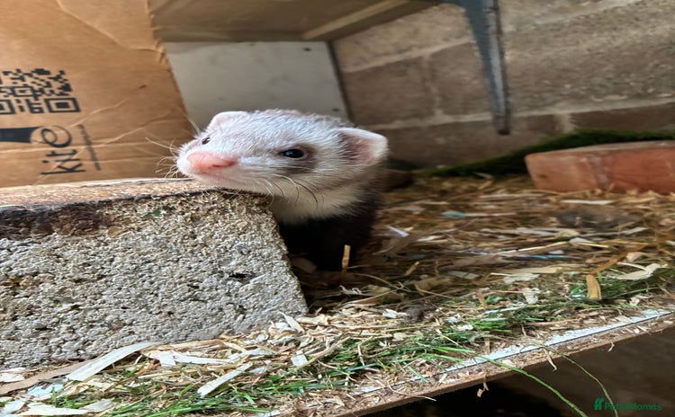 Ferret rodents - Advert 7