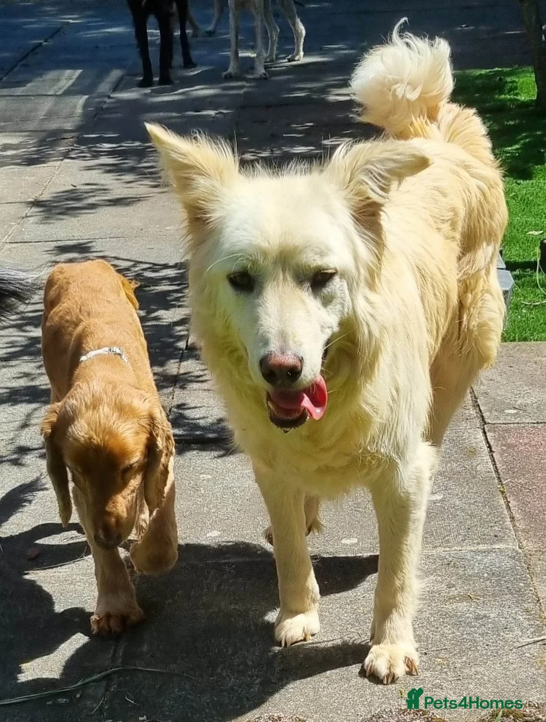 Mixed Breed dogs for adoption: Travis is looking for his perfect family x in Ayr - Advert 15