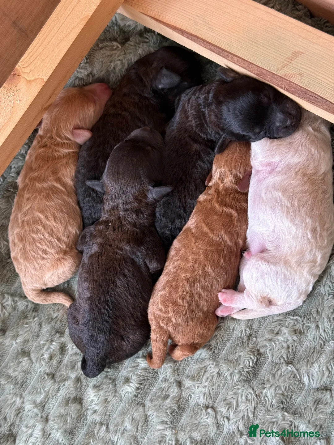 Westiepoo dogs for sale: Beautiful Westiepoo Puppies–Ready to Reserve ❤️🐶 - Advert 2