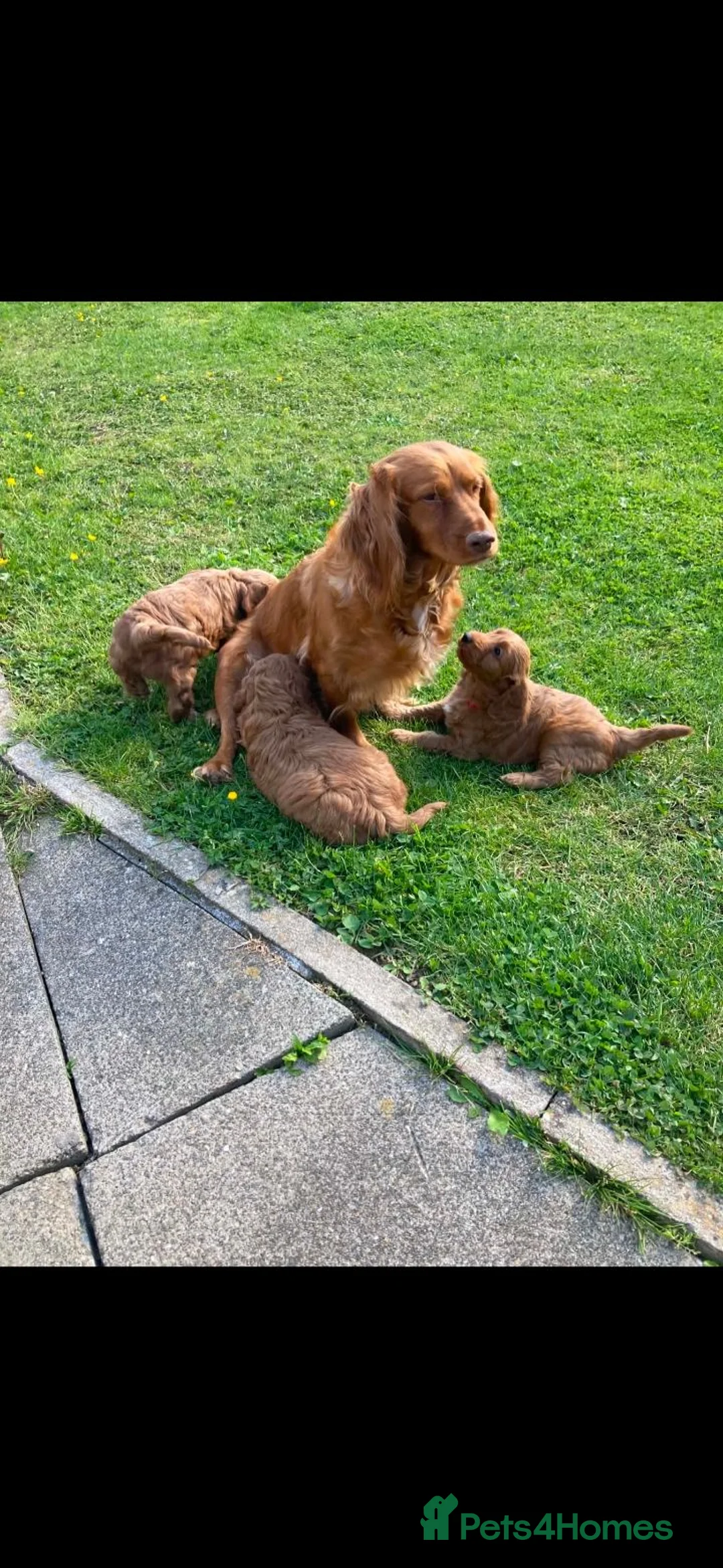 Cockapoo dogs for sale: Cockapoo puppies - Advert 2