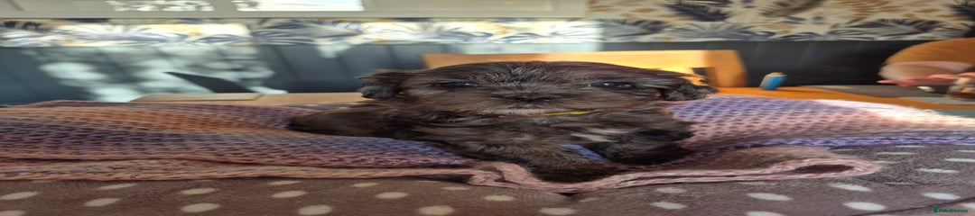 Shihpoo Puppy 4