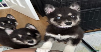 Siberian Husky dogs - Advert 5