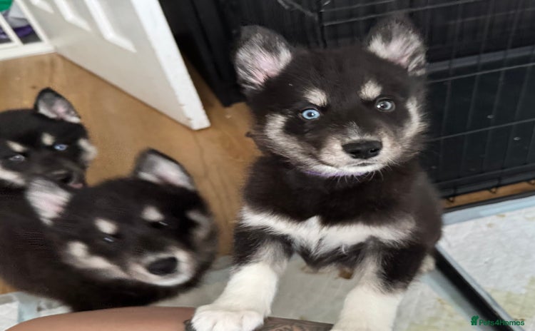 Siberian Husky dogs - Advert 5