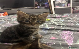 Mixed Breed cats for sale: Gorgeous fluffy kittens ready now - Image 9