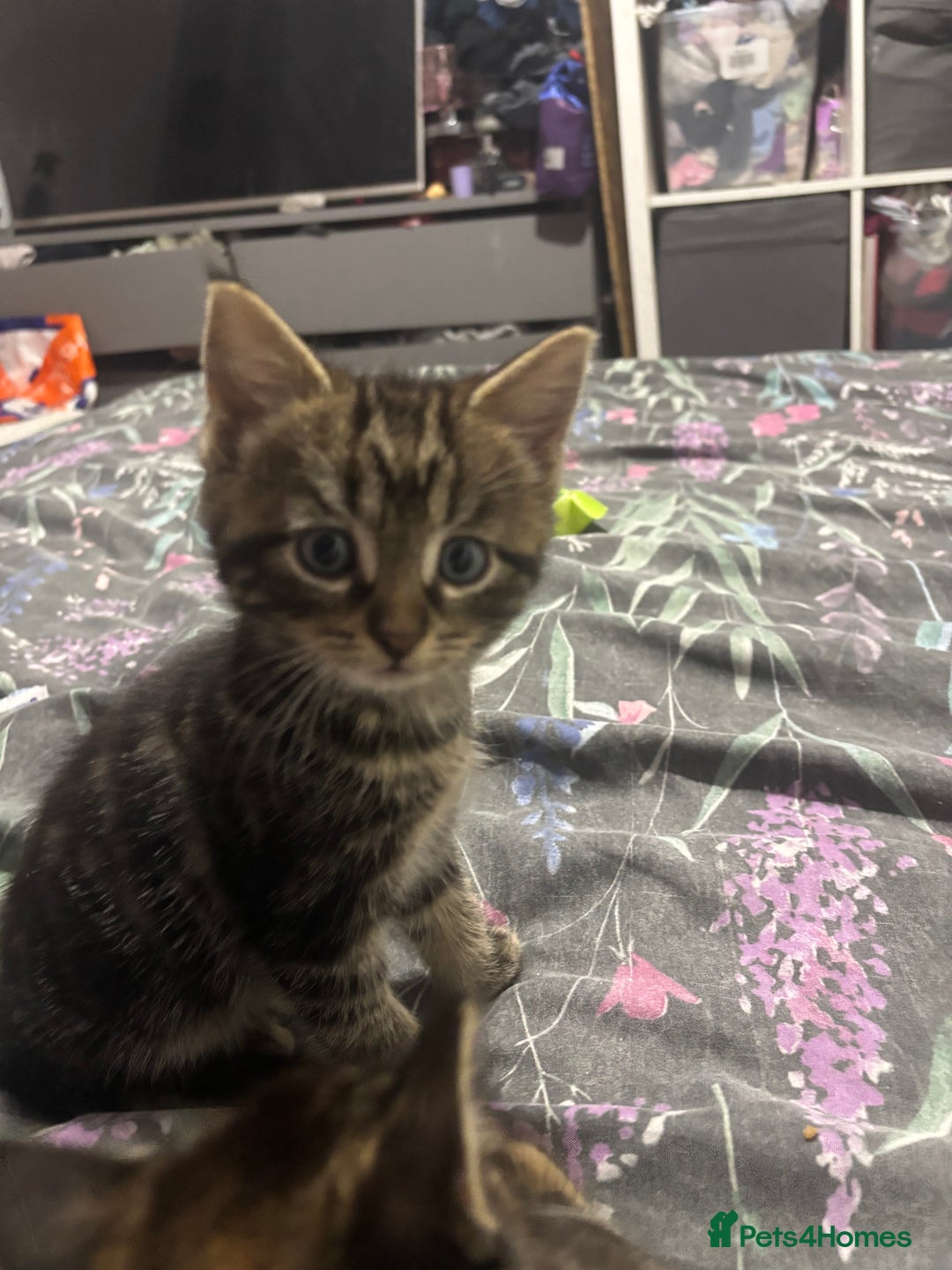 Mixed Breed cats for sale: Gorgeous fluffy kittens ready now - Image 9