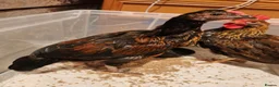 Chickens poultry for sale: 2 male chickens for sale - Advert 2