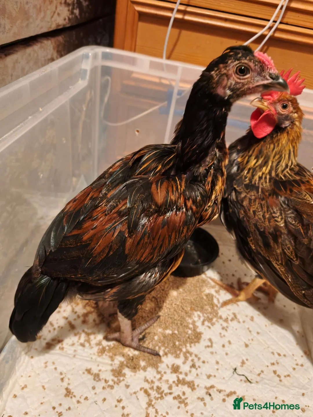 Chickens poultry for sale: 2 male chickens for sale - Advert 2