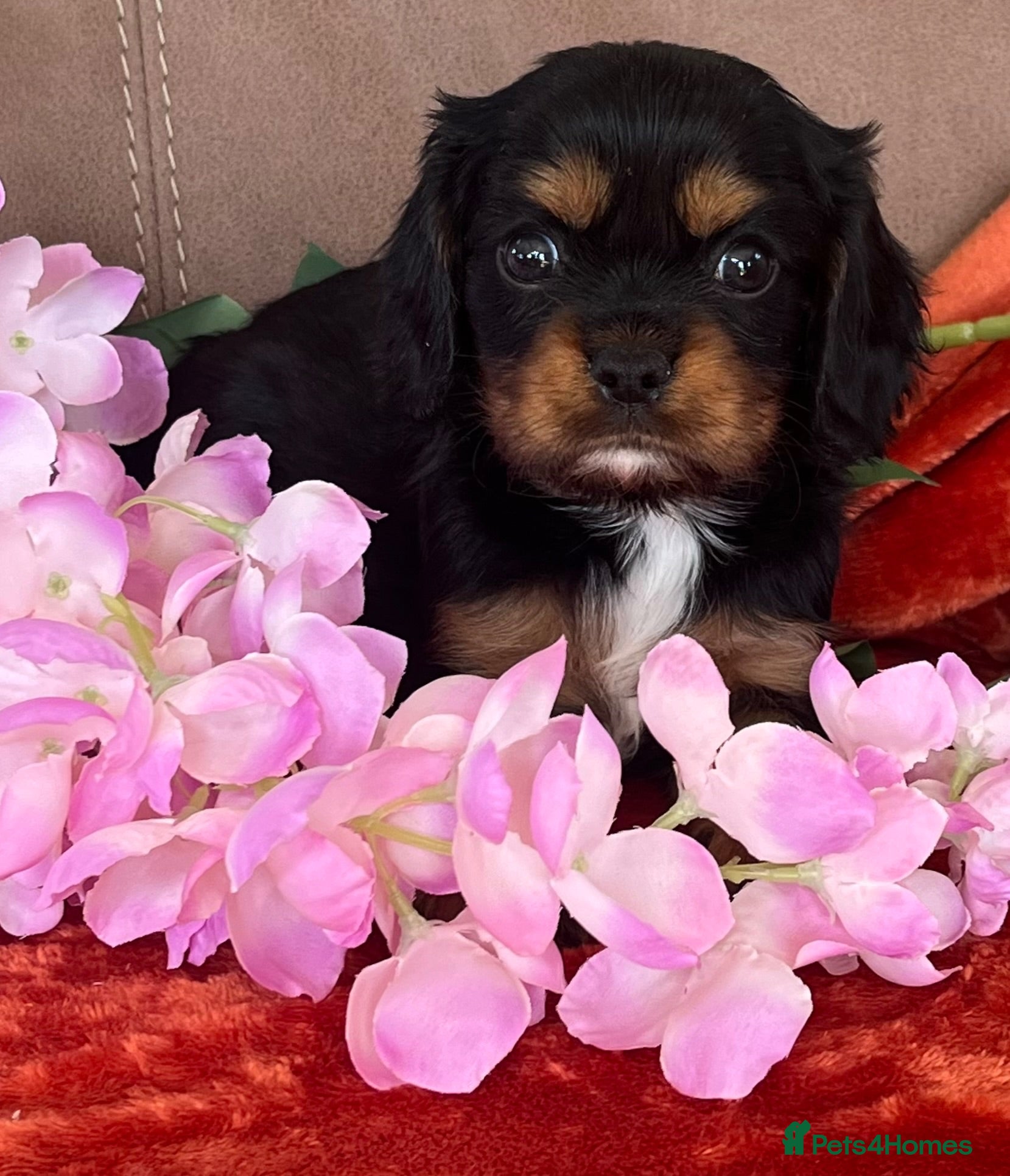 Cavalier King Charles Spaniel dogs KC Registered Cavalier puppies  - Advert 2