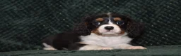 Cavalier King Charles Spaniel dogs for sale: Two Cavalier King Charles Spaniel Females - Advert 16