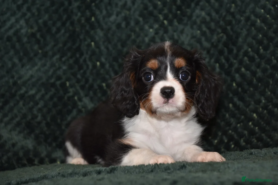 Cavalier King Charles Spaniel dogs for sale: Two Cavalier King Charles Spaniel Females - Advert 16