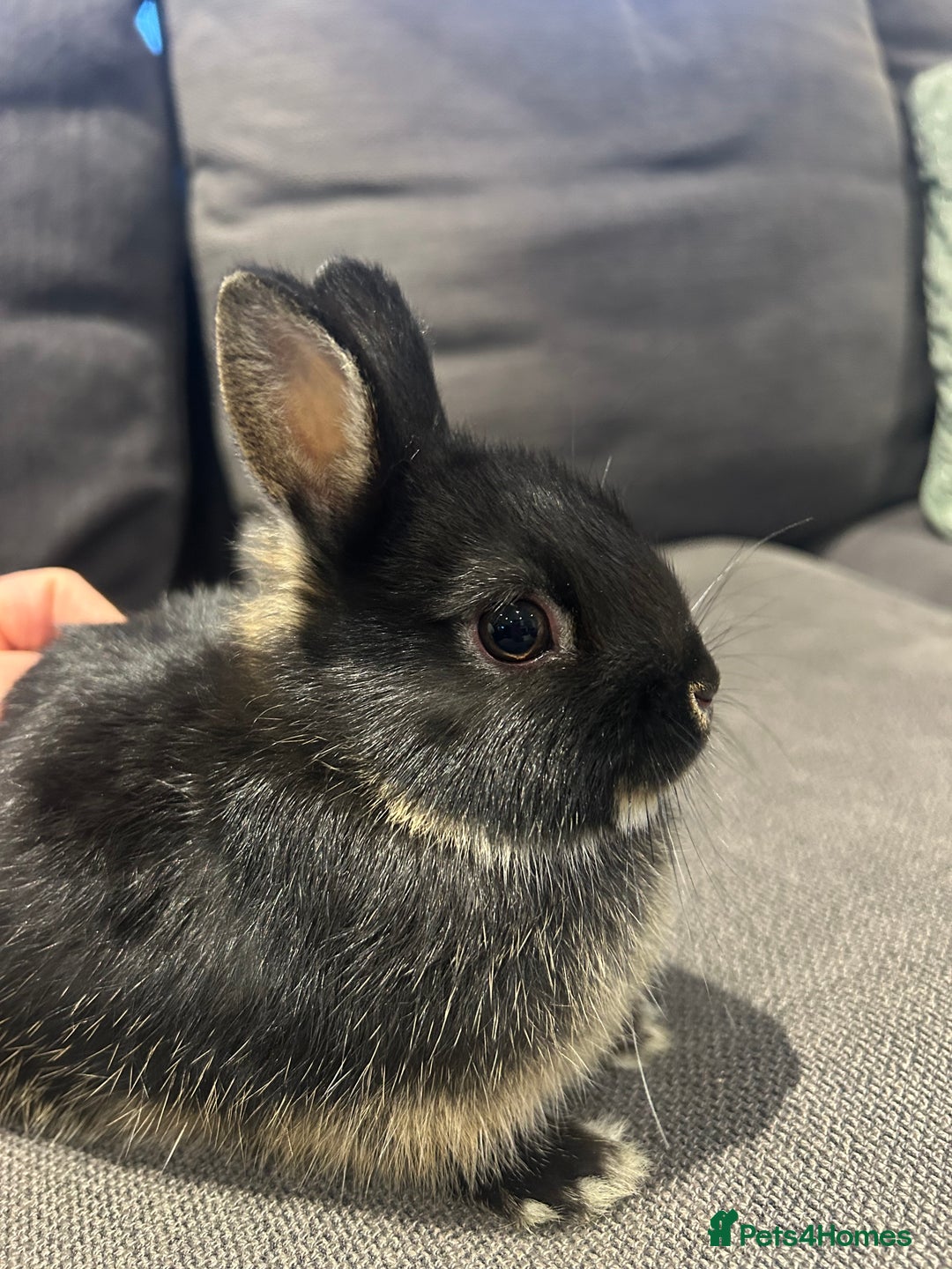 Netherland Dwarf rabbits for sale: Brother & sister bunnies to be homed together  - Advert 6