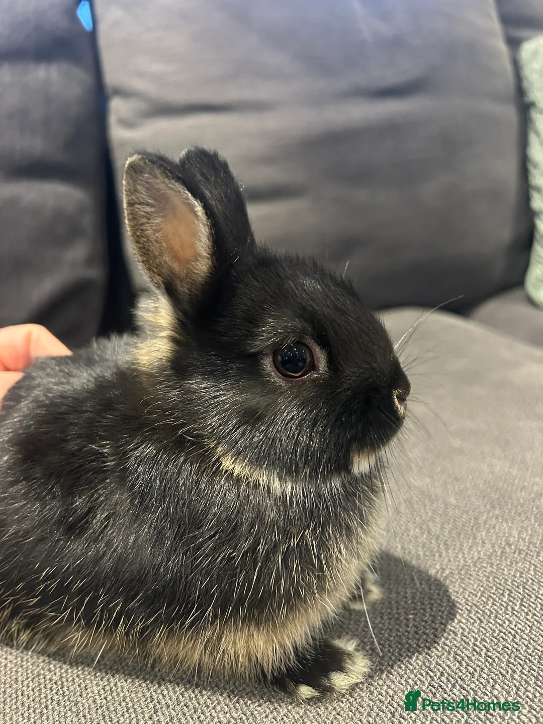 Netherland Dwarf rabbits for sale: Brother & sister Purebred bunnies: homed together  - Advert 9