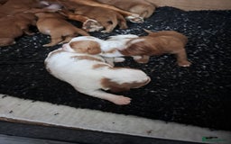 Cockalier dogs for sale: Cockerliers  health tested parents  - Image 26