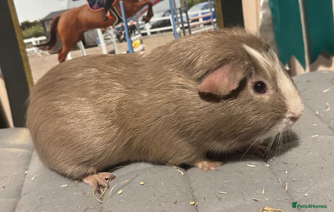 Guinea Pig rodents for sale: Baby guineas, boys and girls available  - Advert 3