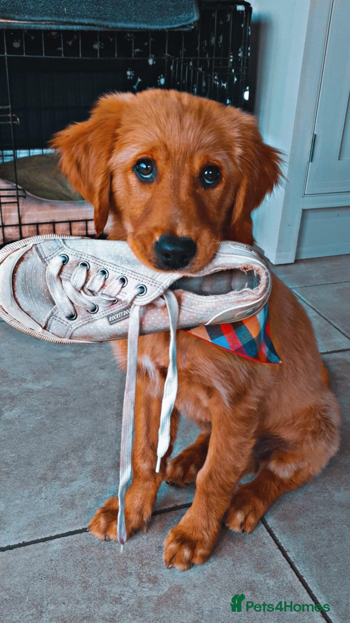 Golden Retriever dogs FOX RED, KC Reg puppies - Advert 1