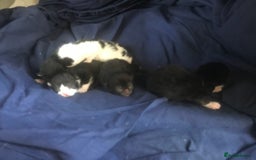 American Shorthair cats for sale: Divine Blessings in the shape of kittens - Image 7